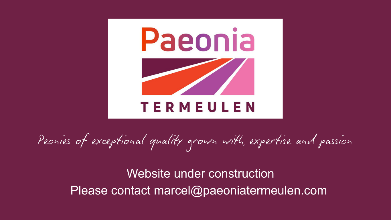 Paeonia Termeulen logo with the message: Peonies of exceptional quality grown with expertise and passion. Website under construction.